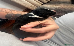 Mixed Breed dogs for sale: Pups for sale  - Image 18