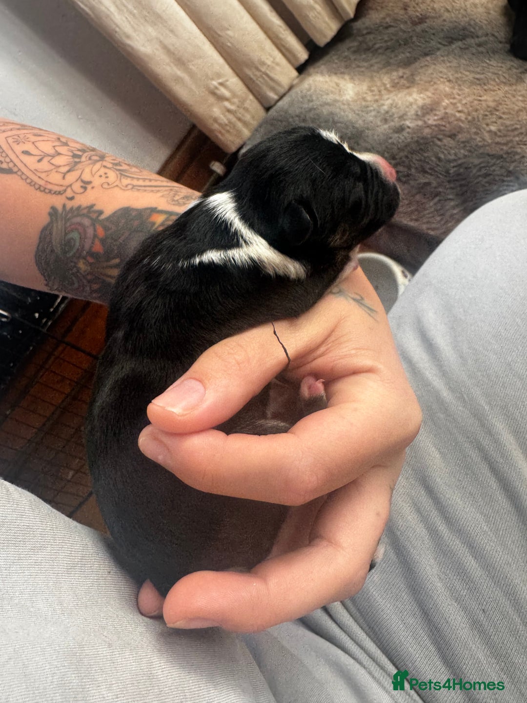 Mixed Breed dogs for sale: Pups for sale  - Image 18