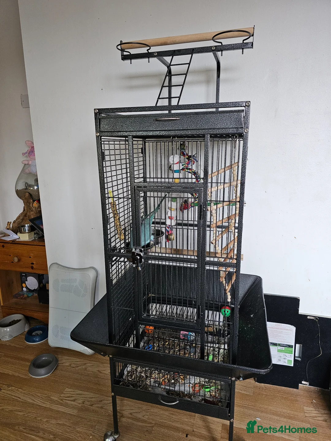 Ringnecks birds for sale: Ring necked parakeet  - Advert 6