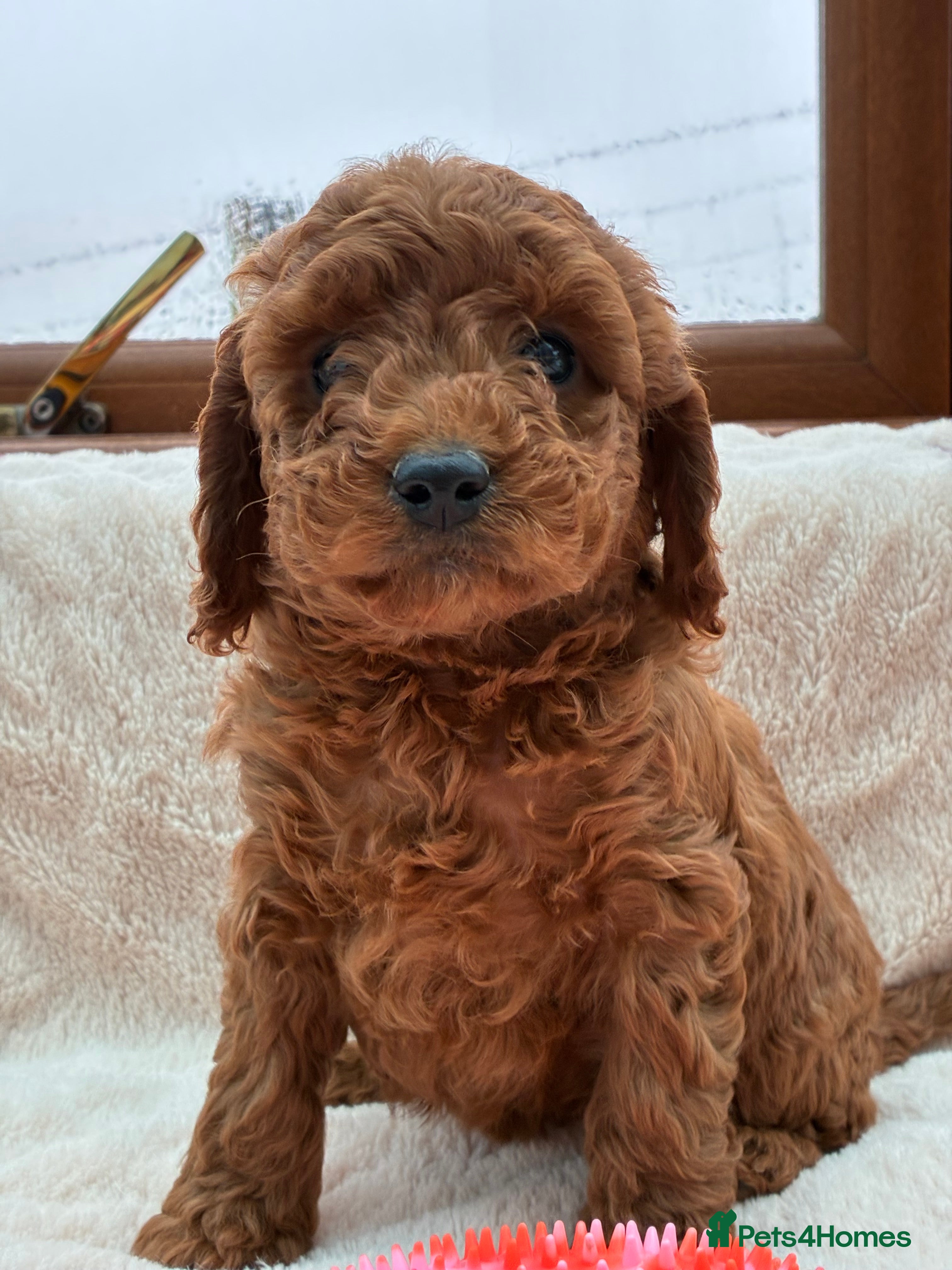 Cockapoo dogs F1b Cockapoos Puppies Available! - Advert 2