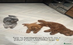 Mixed Breed dogs for sale: Puppies looking for a loving family  - Image 33