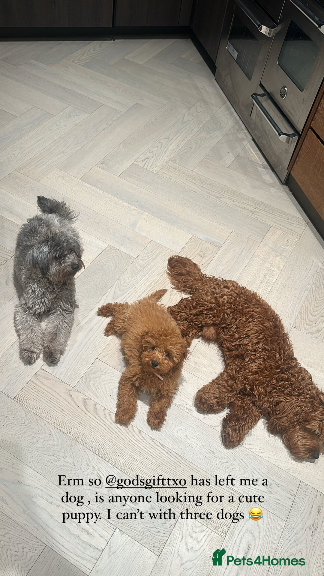 Mixed Breed dogs for sale: Puppies looking for a loving family  - Image 33