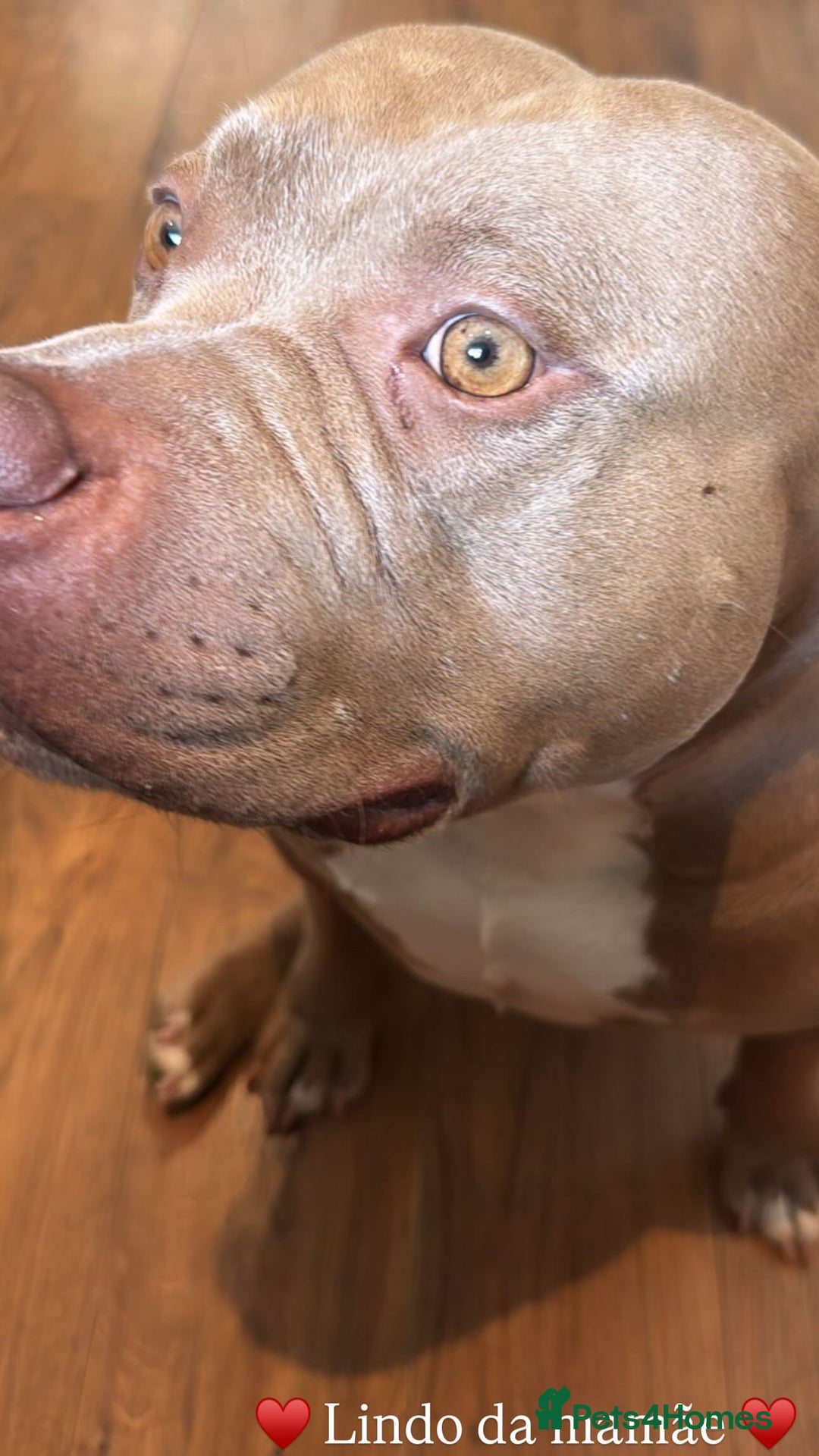 American Bully dogs for sale: Looking  for new home  - Advert 1