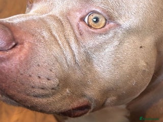 American Bully dogs Looking for new home - Advert 9