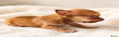 Chihuahua 4