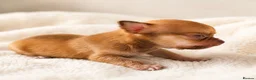 Chihuahua dogs for sale: Chihuahuas *Stunning Litter* Rare and Tiny - Advert 9