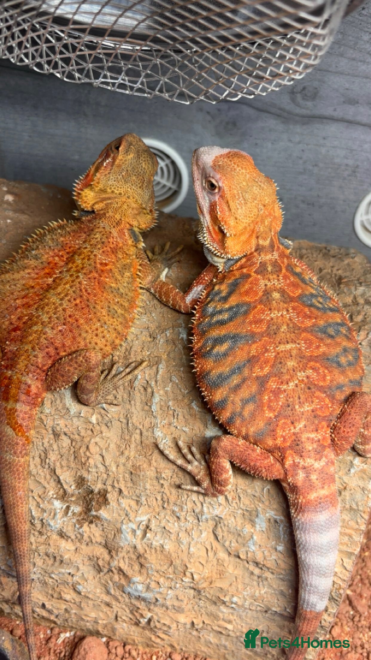 Bearded Dragon reptiles Orange tiger bearded dragon pair  - Advert 5