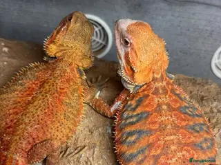 Bearded Dragon reptiles Orange tiger bearded dragon pair - Advert 5