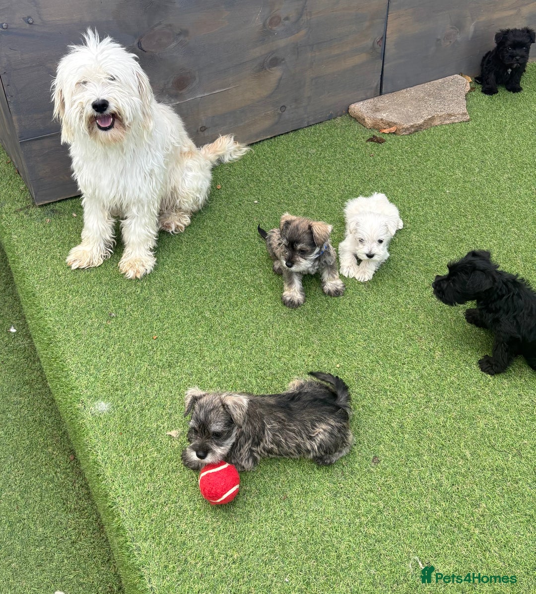 Schnoodle dogs for sale: Stunning litter of Schnoodle pups - Image 8