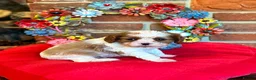 Cavalier King Charles Spaniel dogs for sale: KC. C.K.C.S from Champion Show Lines - Advert 13