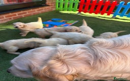 Golden Retriever dogs for sale: Golden retriever puppies - Image 14