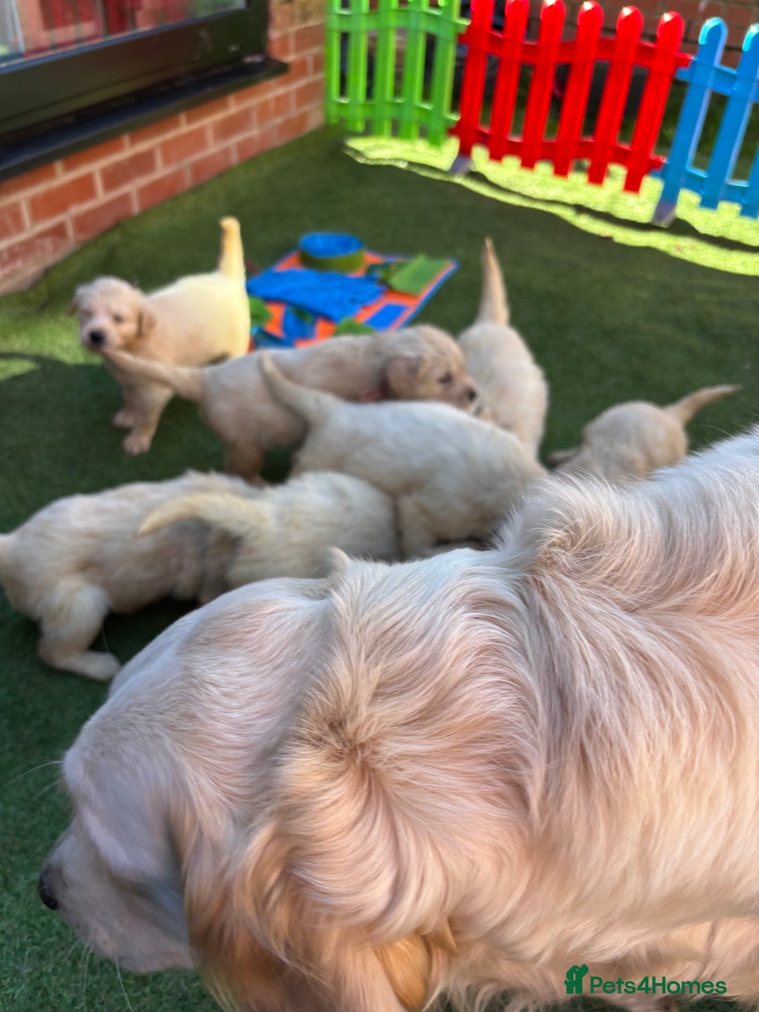 Golden Retriever dogs for sale: Golden retriever puppies - Image 14
