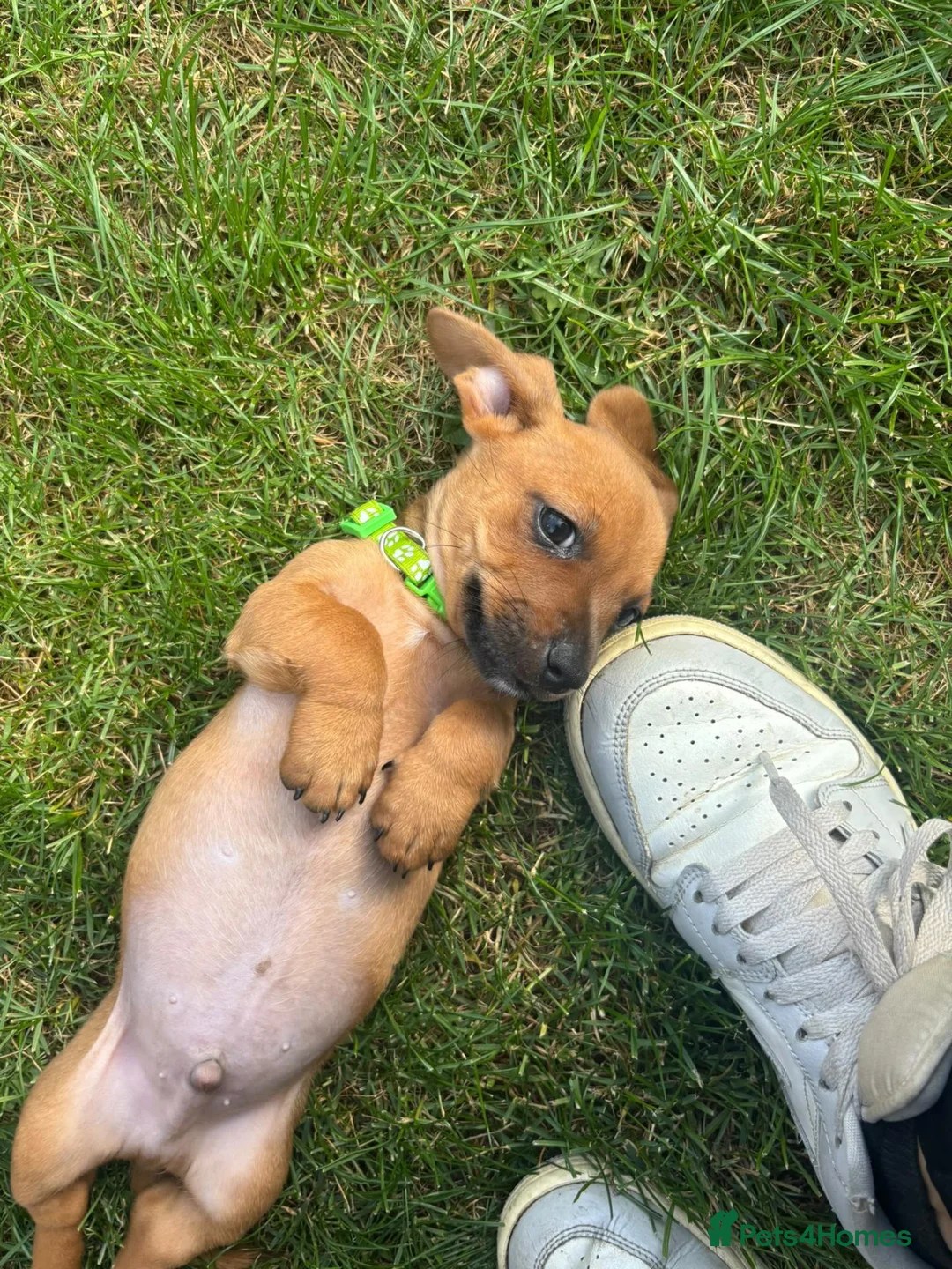 Jackshund dogs for sale: 3 boys  in Slough - Advert 1
