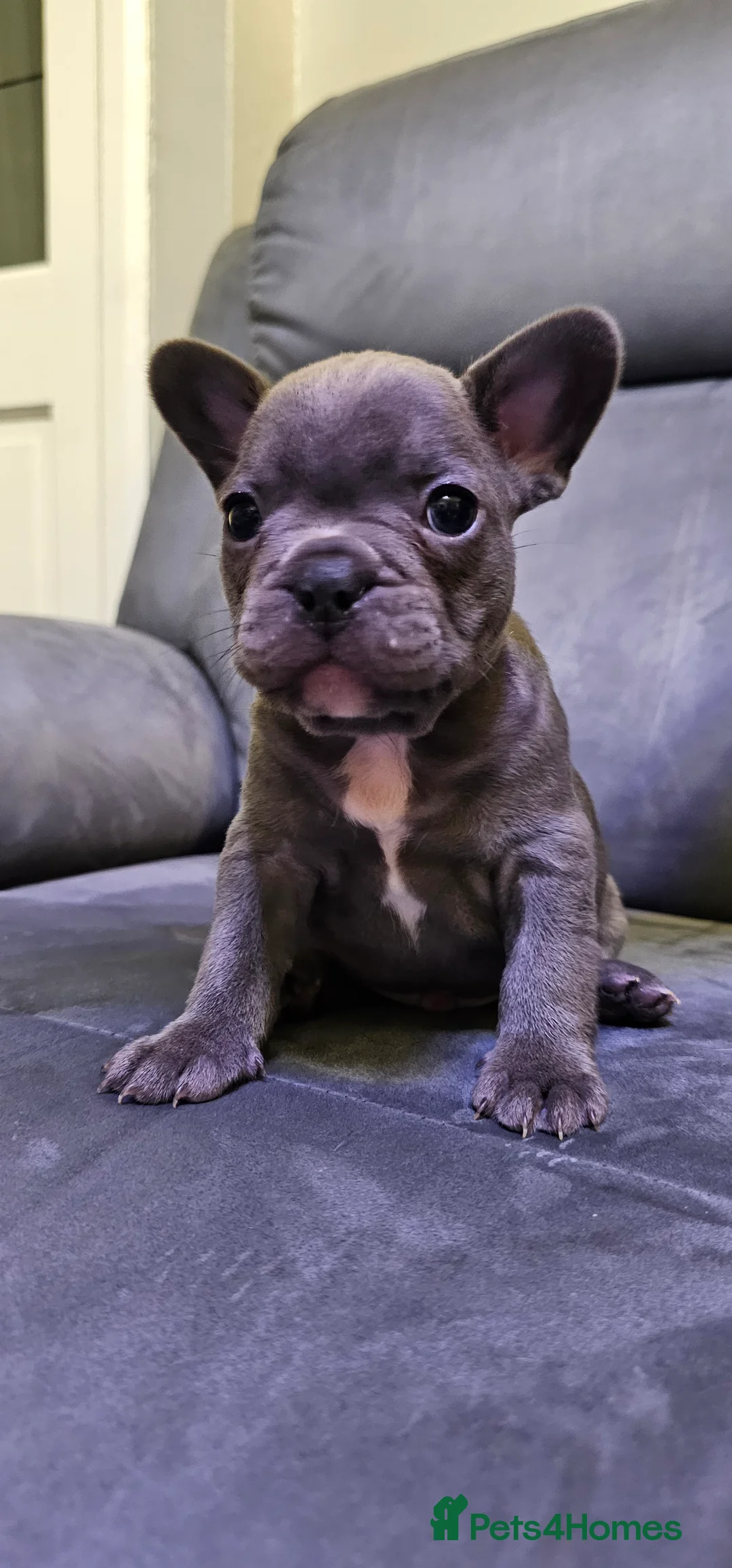 French Bulldog dogs for sale:  7x beautiful Frenchie puppies for sale  - Advert 13