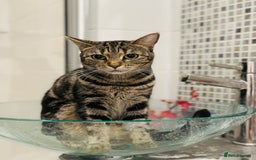 Mixed Breed cats for sale: Kittens ready to go - Image 33