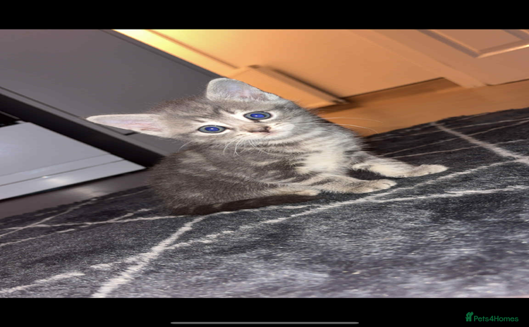 British Shorthair cats - Advert 5