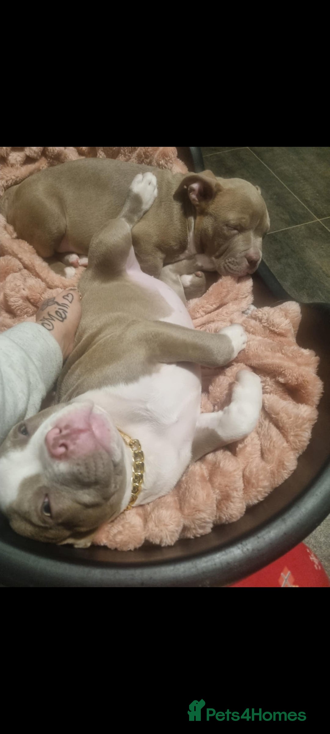 American Bull Staffy dogs for sale: Lilac and white female - Image 3