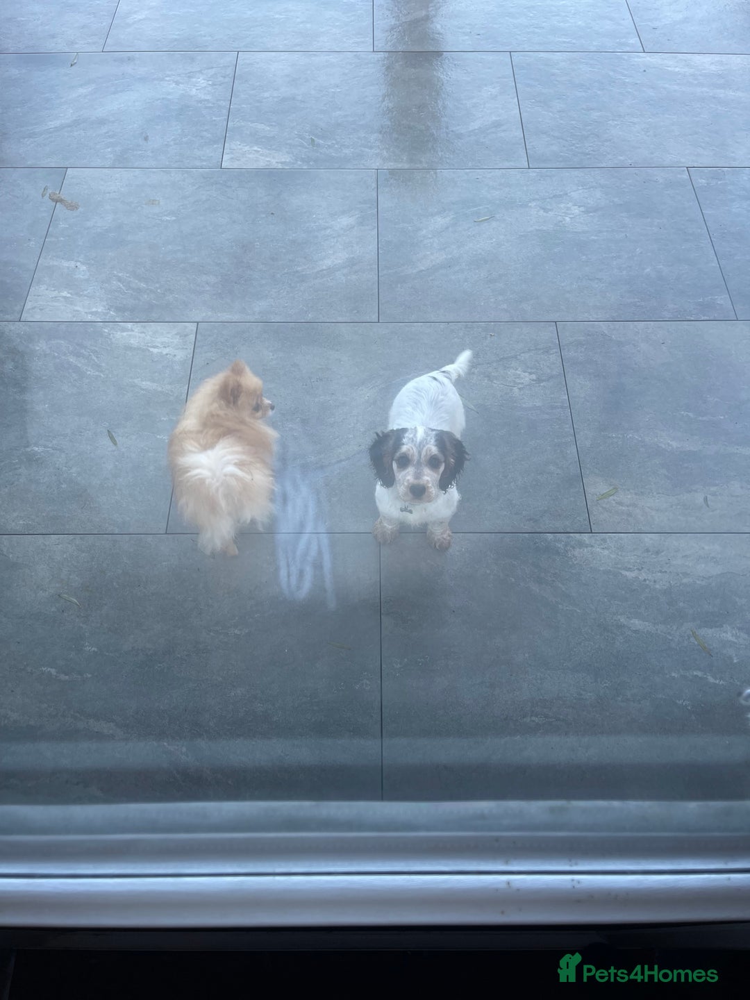 Cockapoo dogs for sale: ⭐️ Outstanding cockapoo female puppy ⭐️  - Advert 7