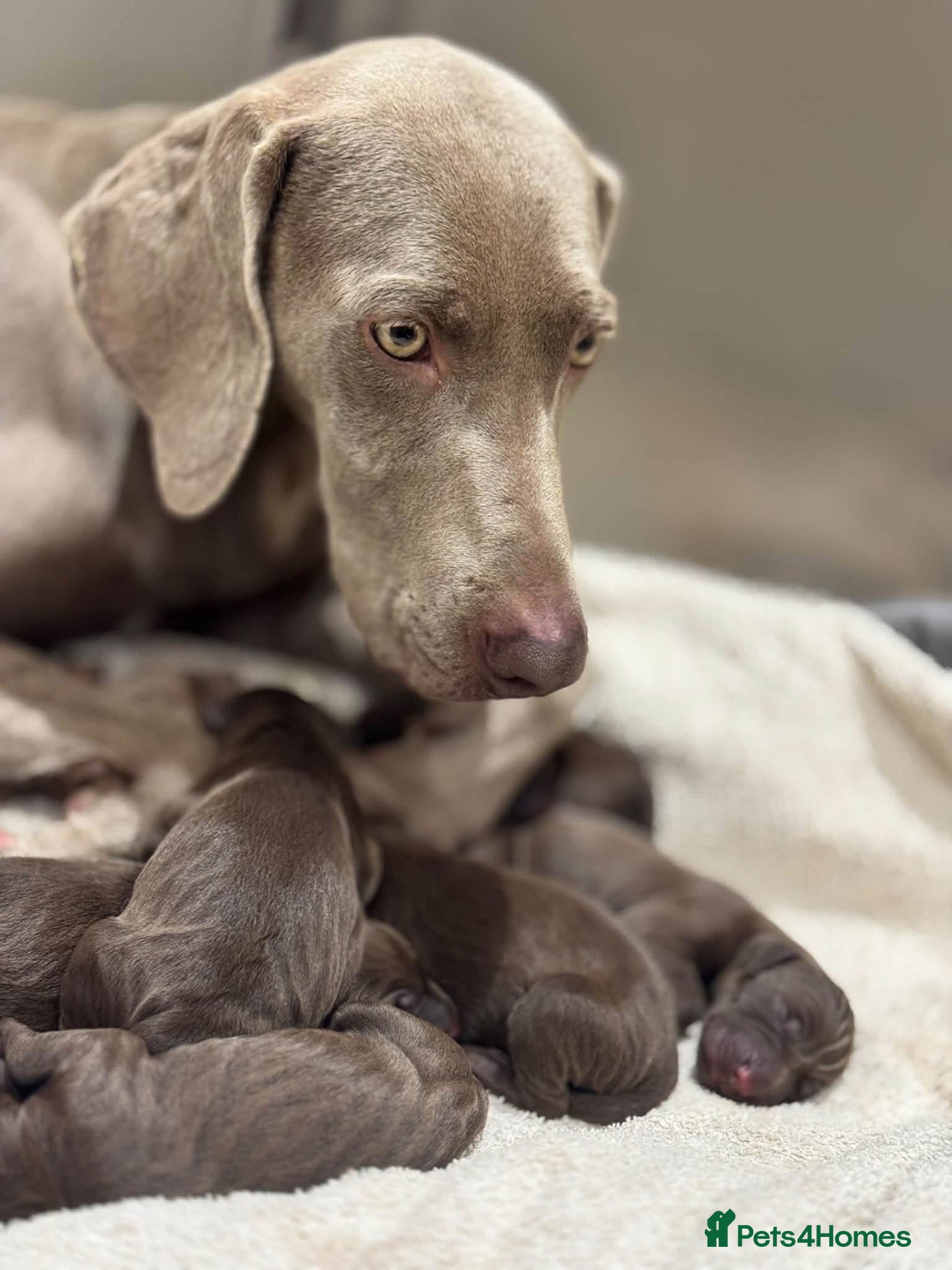 Mixed Breed dogs Weimaraner x Vizsla stunning pups  - Advert 1