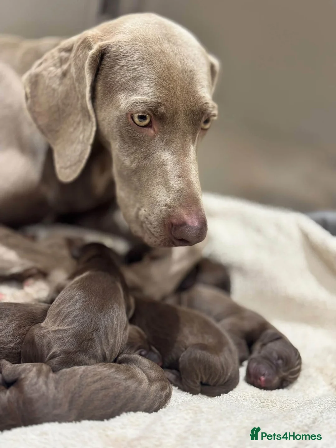 Mixed Breed dogs for sale: Weimaraner x Vizsla stunning pups  - Advert 1