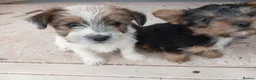 Jack Russell dogs for sale: Miniature jack russells - Advert 6