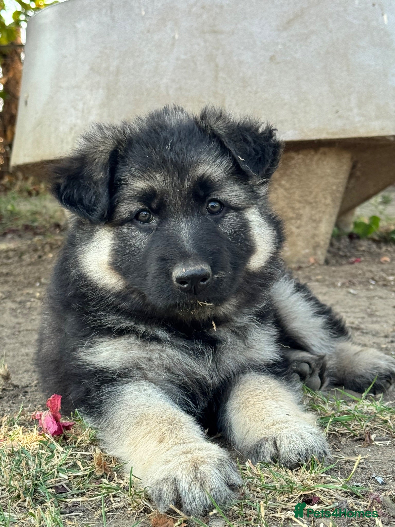 German Shepherd dogs Black and silver female puppy - Advert 2