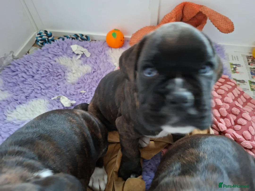 Boxer dogs for sale: Kc Reg Brindle Boy - Advert 6