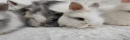 Lionhead rabbits for sale: Double mane lionhead rabbits seal point - Advert 2