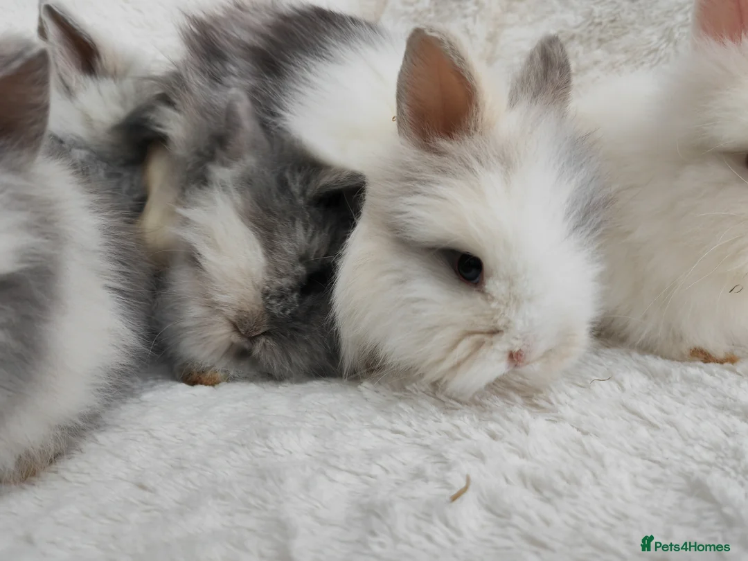Lionhead rabbits for sale: Double mane lionhead rabbits seal point - Advert 2