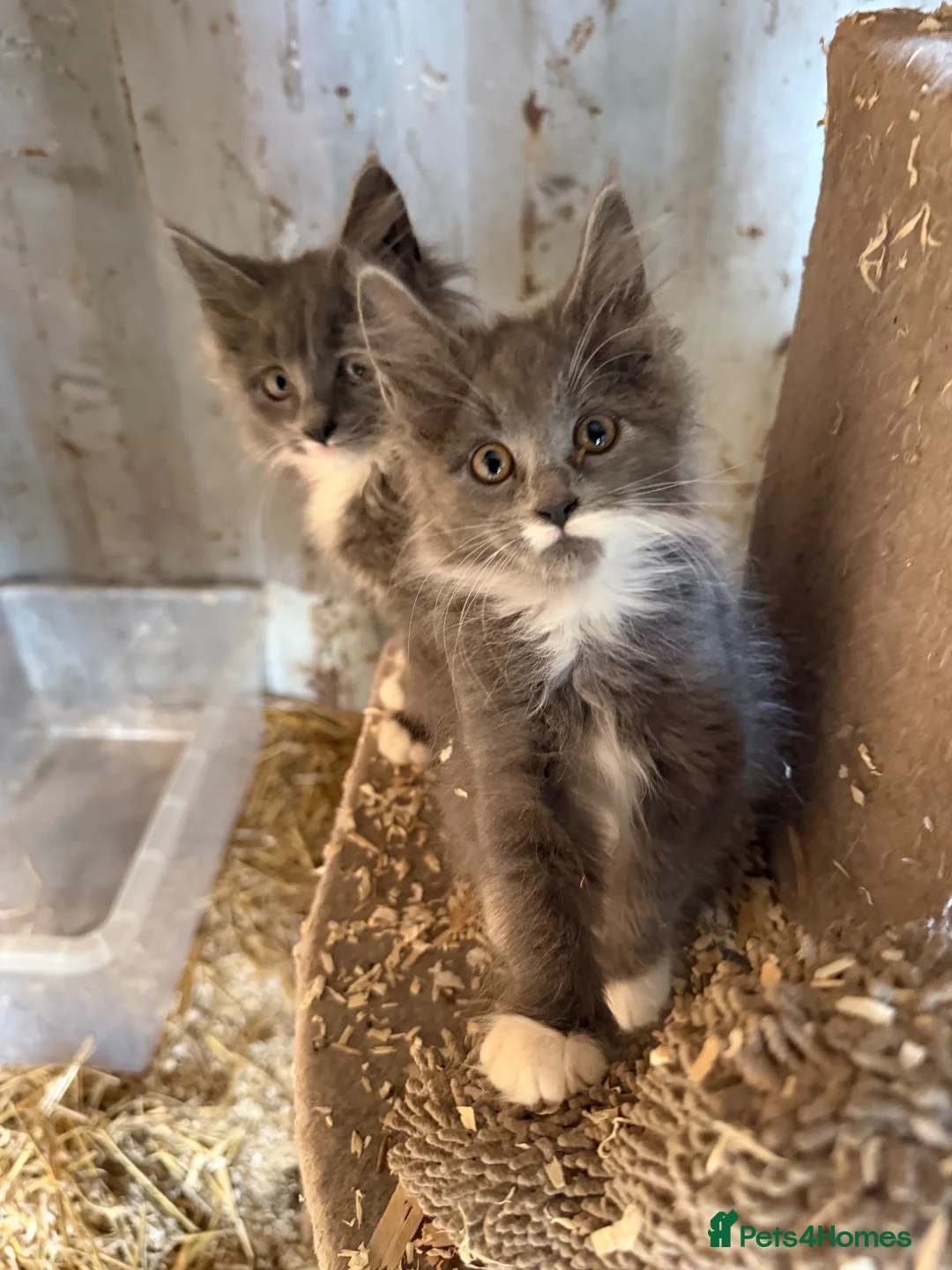 Maine Coon cats for sale: 10 week old main coon kittens🐾 in Manchester - Advert 5
