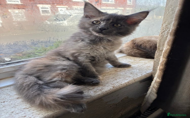 Maine Coon cats - Advert 16