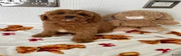 Cavapoochon dogs for sale: Adorable Cavapoochon puppies 💕 in Slough - Advert 4