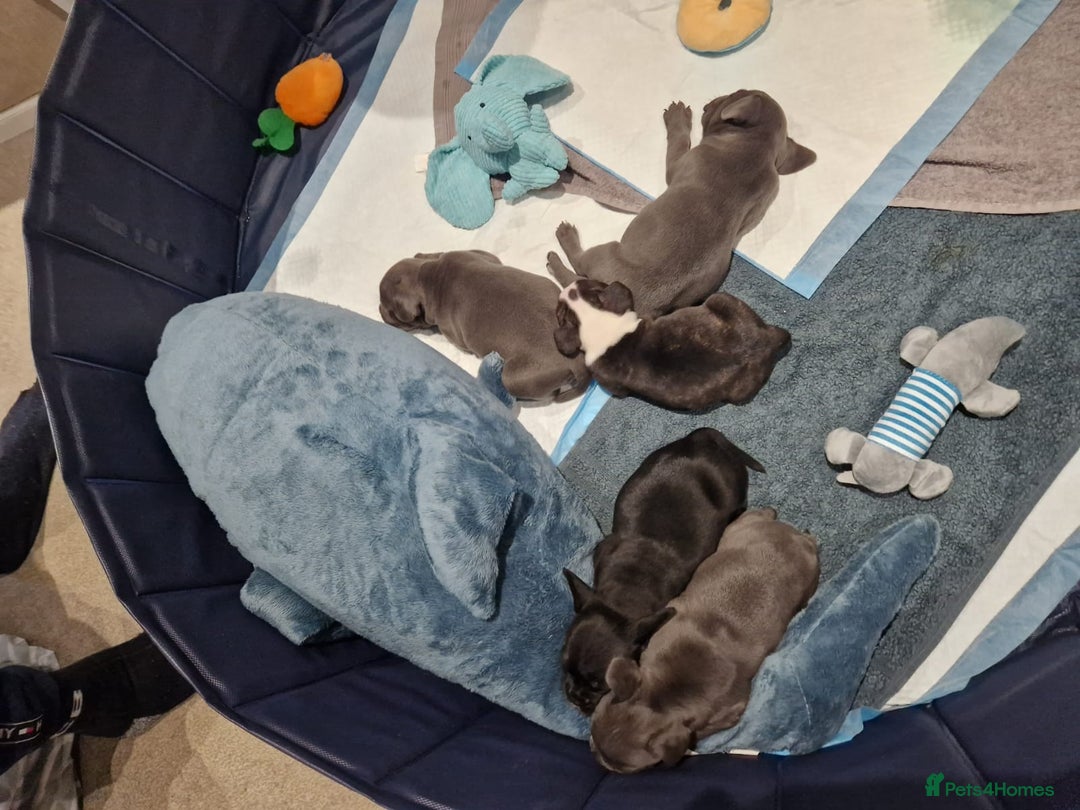 Mixed Breed dogs for sale:  Adorable staffie x frencie pups,Ready Oct31st  - Image 14