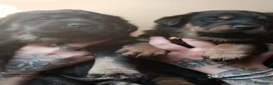 Rottweiler Puppy yellow girl 
