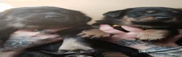 Rottweiler dogs for sale: Shepweiller puppies - Advert 13