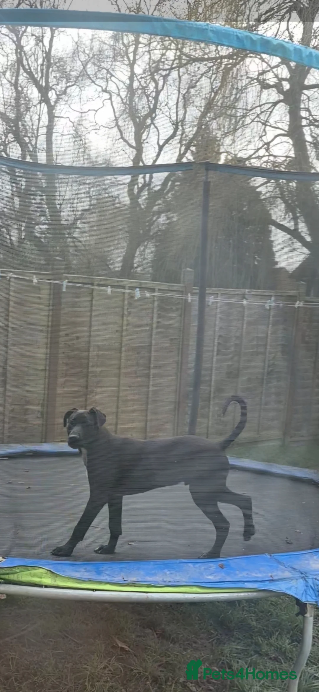 Mixed Breed dogs for sale: Spike - Advert 2