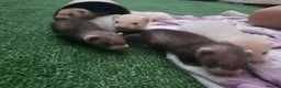 Ferret rodents for sale: 3 beautiful boys for sale  - Advert 2