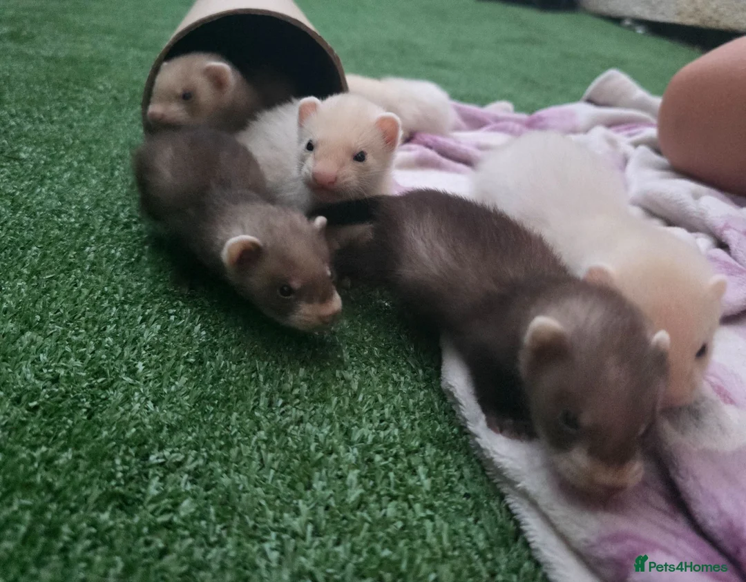 Ferret rodents for sale: 3 beautiful boys for sale  - Advert 2