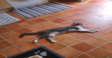 British Shorthair cats - Advert 7