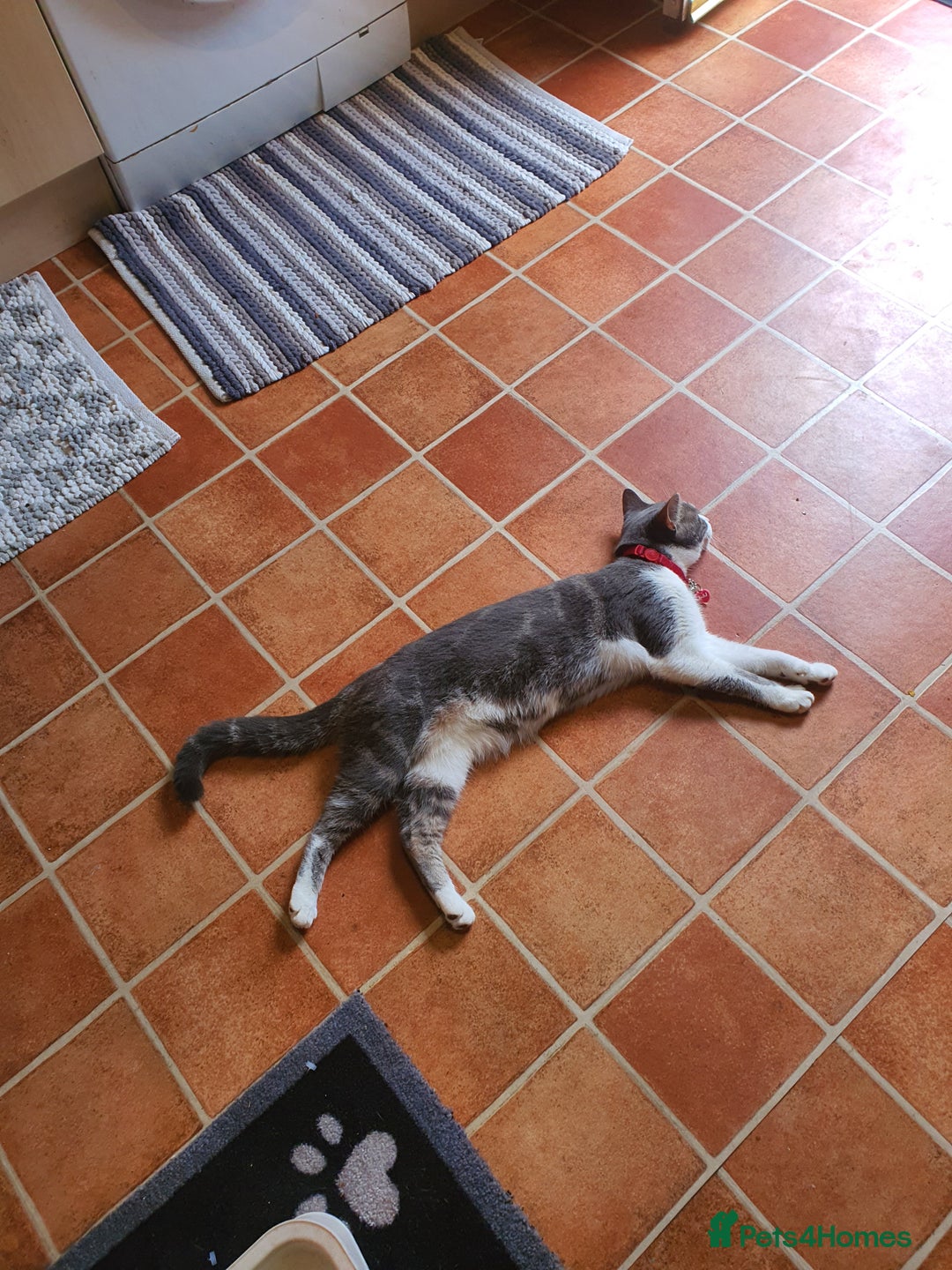 British Shorthair cats for sale: Bluebell is looking for a forever home - Image 2