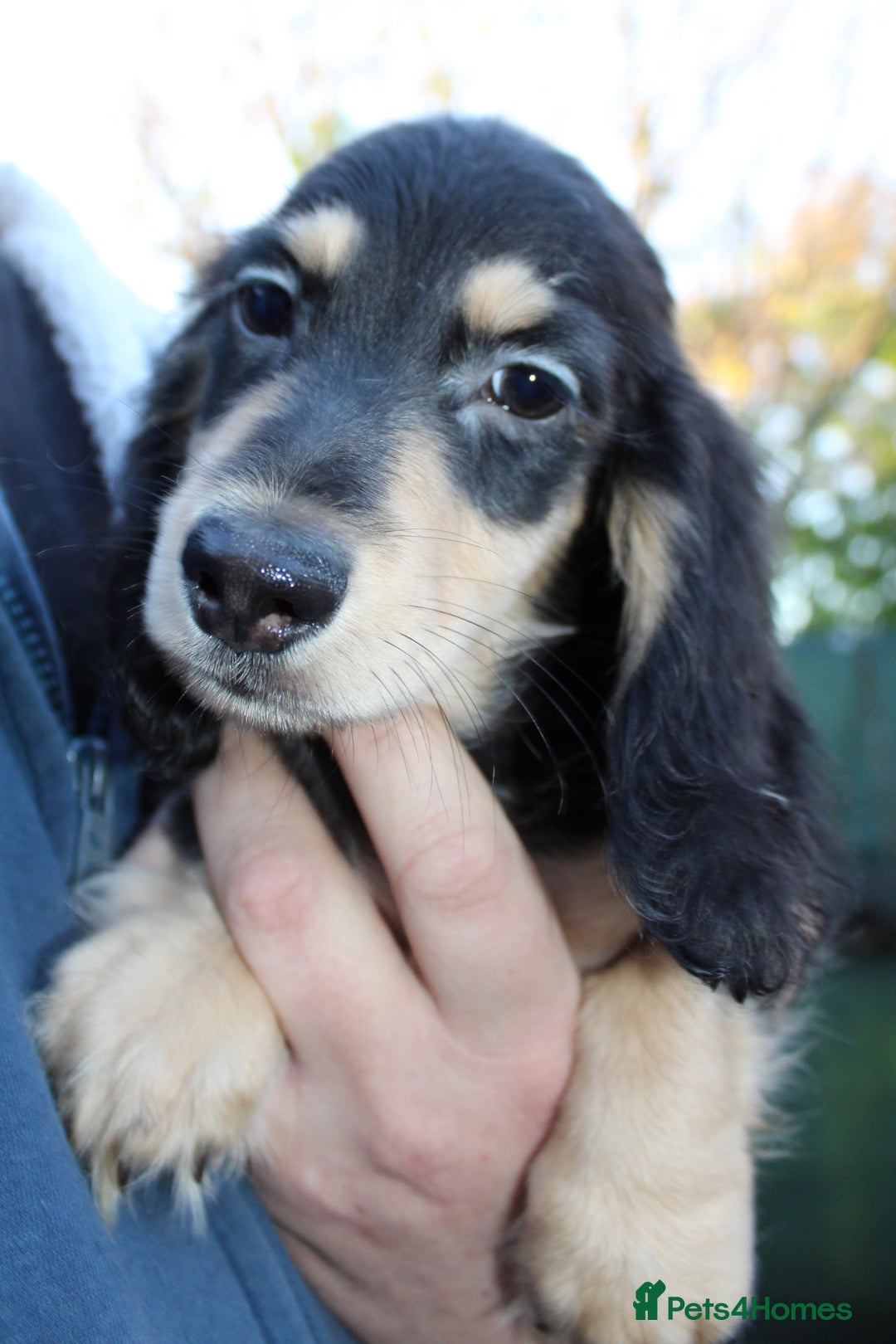 Miniature Dachshund dogs for sale: Long Hair cream  - Advert 13