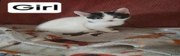 Mixed Breed cats for sale: 5 adorable kittens - Advert 9