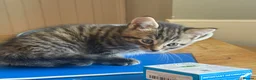 Mixed Breed cats for sale: Kitten in Saint Ives - Advert 4