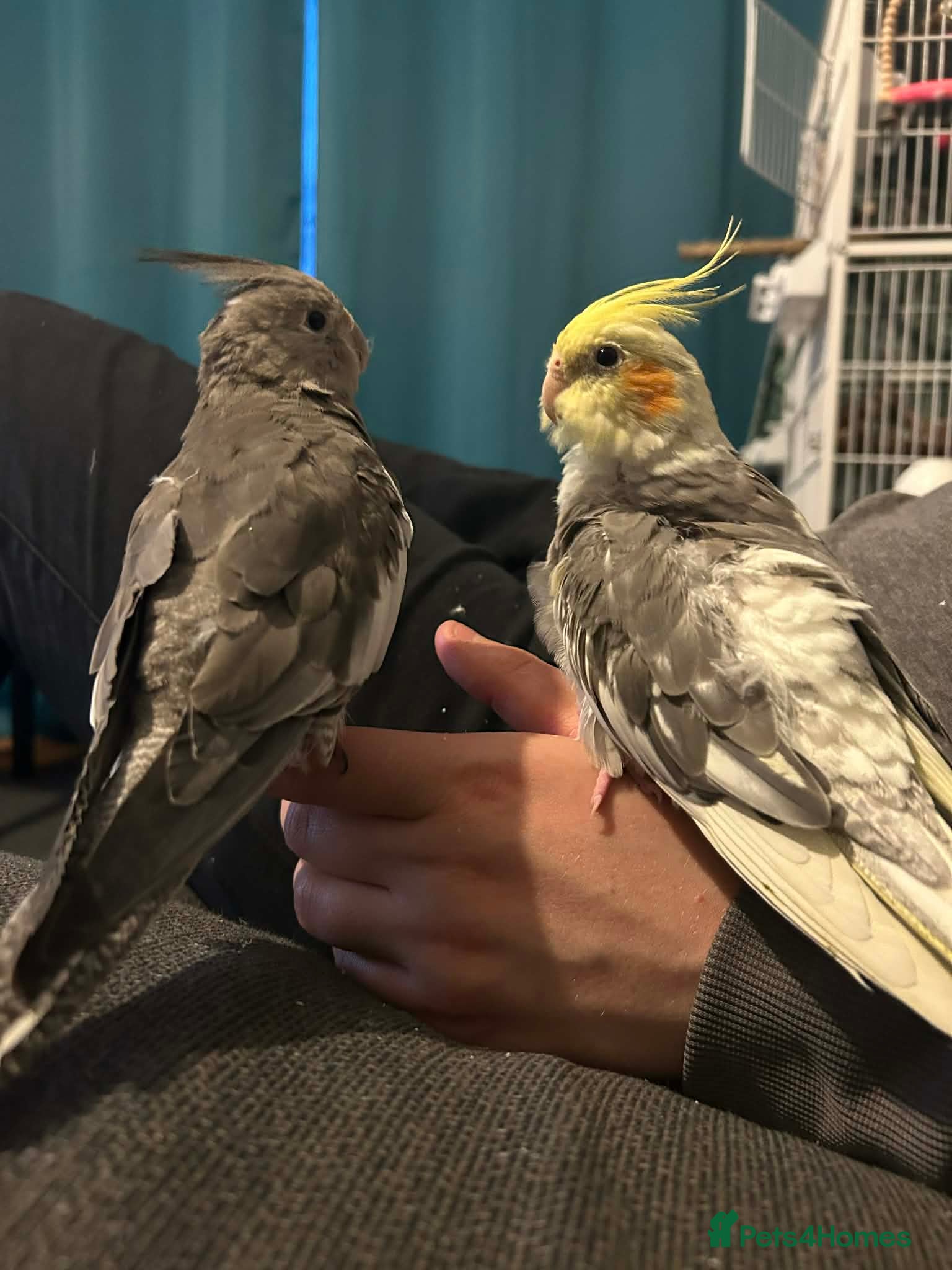 Cockatiels birds Fifi (1 year female) & Brook (10 month male) - Advert 8