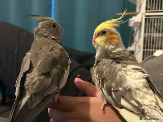 Cockatiels birds Fifi (1 year female) & Brook (10 month male) - Advert 8