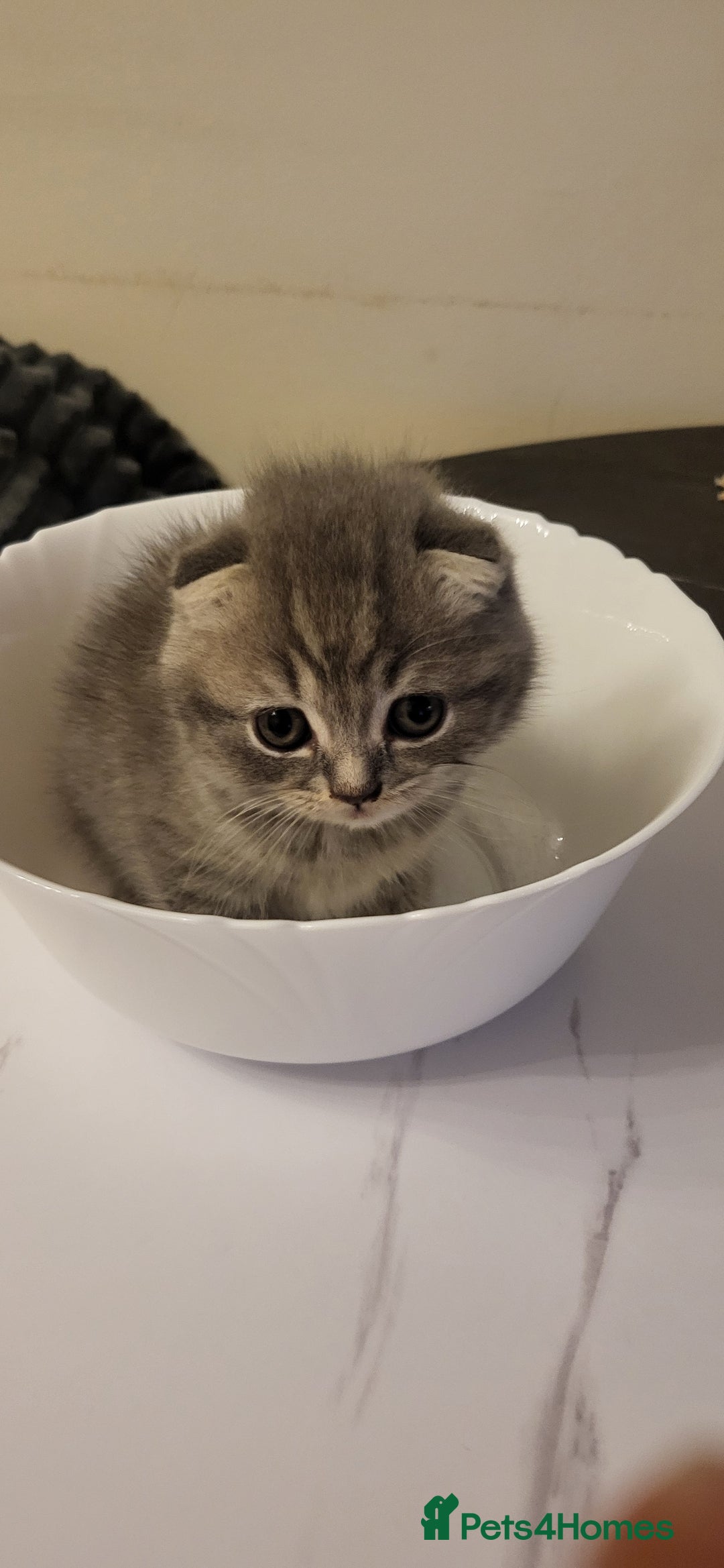 British Shorthair cats for sale: Four amazing boys - Advert 4