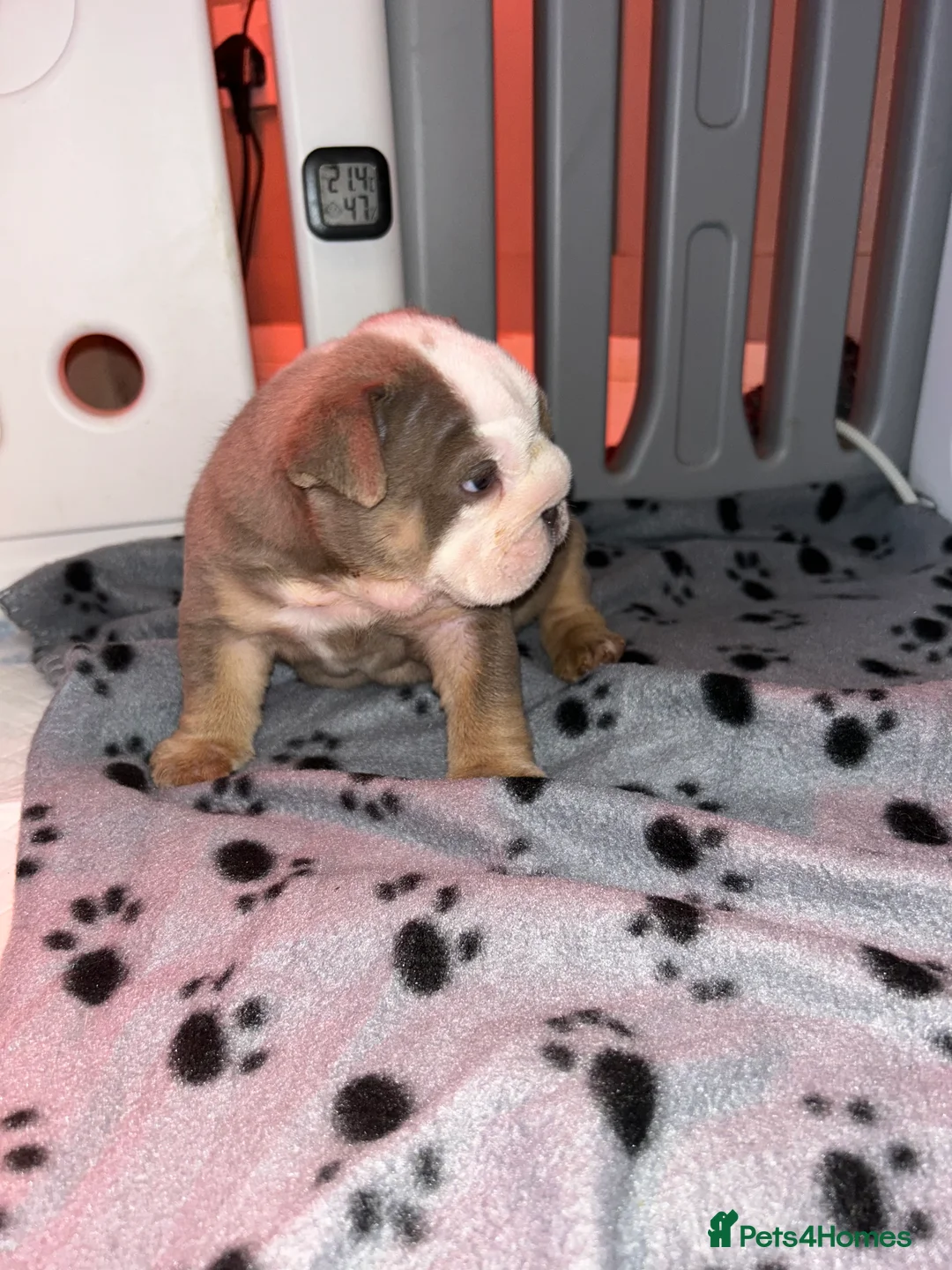 English Bulldog dogs for sale: KOBE X DARLA 5x SMALL COMPACT UNREAL🔥 - Advert 35