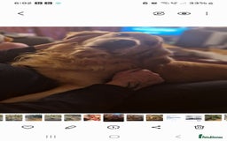 Golden Retriever dogs for sale: Available for STUD - Image 5