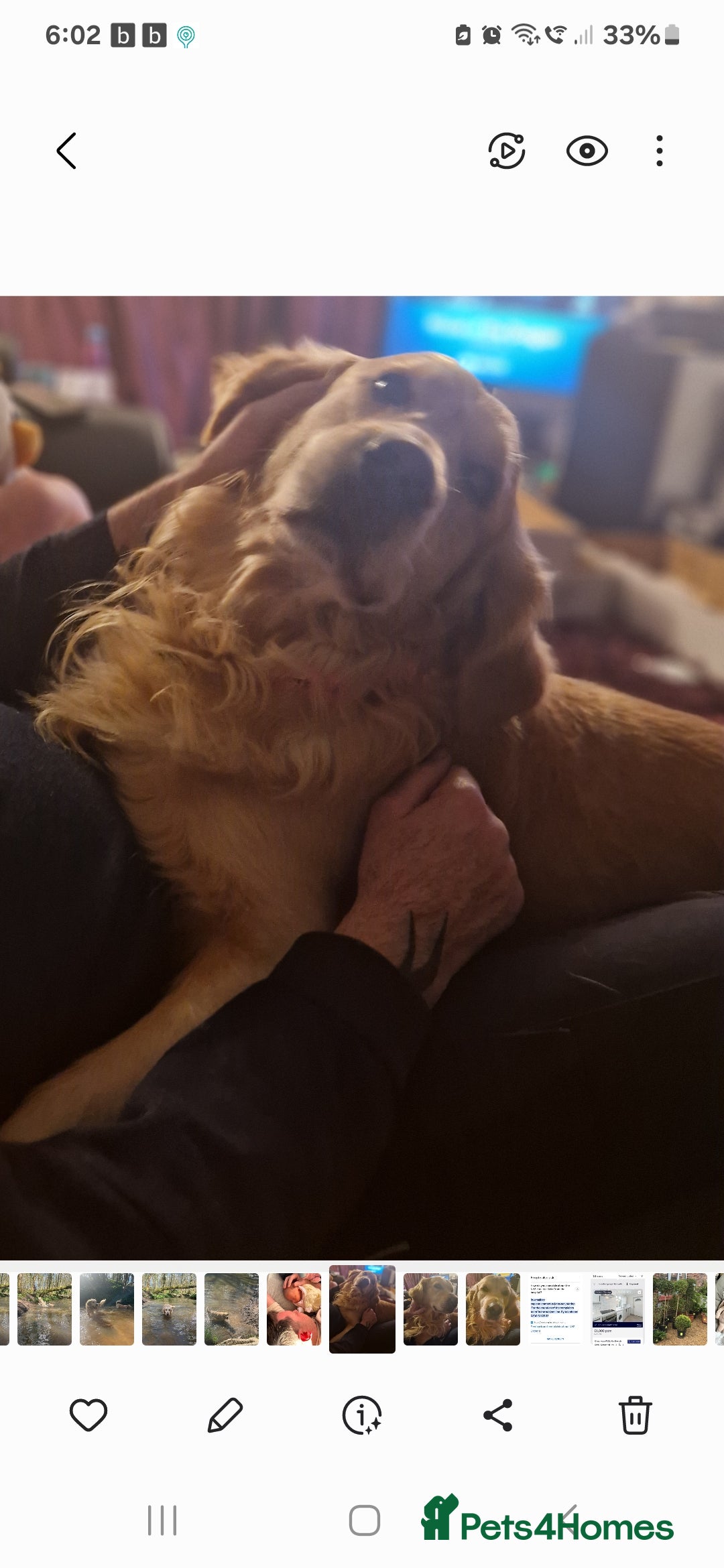 Golden Retriever dogs for sale: Available for STUD - Image 5