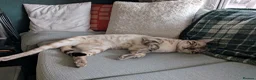 Mixed Breed cats for sale: Snow Lynx Bengal Male - Advert 8